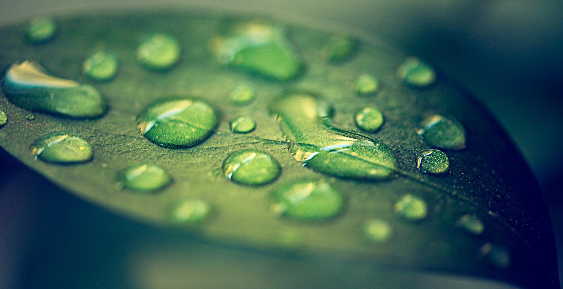 Close up of leave with drops on top